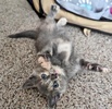 A picture of #ET04147: Paisley a Domestic Short Hair tortie