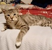 A picture of #ET04157: Larry a Domestic Short Hair brown