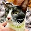 A picture of #ET04159: Mulan a Domestic Short Hair black/white