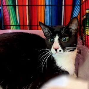 [another picture of Mulan, a Domestic Short Hair black/white\ cat] 