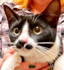 A picture of #ET04160: Moana a Domestic Short Hair black/white