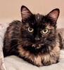A picture of #ET04163: Blanca a Domestic Medium Hair tortie