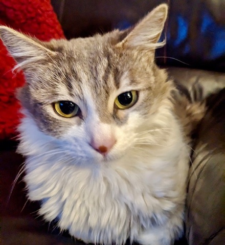 [picture of Princessa, a Domestic Medium Hair brown tabby/white\ cat] 