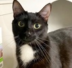 A picture of #ET04165: Isabela a Domestic Medium Hair black/white