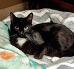 [picture of Isabela, a Domestic Medium Hair black/white cat]