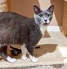 A picture of #ET04166: Maribel a Domestic Medium Hair blue/white