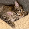 A picture of #ET04168: Tigger a Domestic Short Hair brown tabby/white