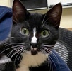 A picture of #ET04169: Weezy a Domestic Short Hair black/white