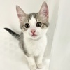 A picture of #ET04172: Margo a Domestic Medium Hair silver/white