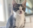 A picture of #ET04174: Max a Domestic Medium Hair silver/white
