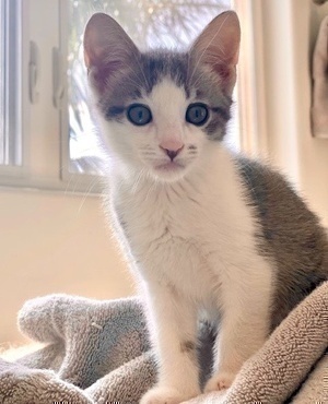 [picture of Milo, a Domestic Medium Hair silver/white\ cat] 