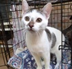 A picture of #ET04176: Sparkles a Domestic Medium Hair white/gray