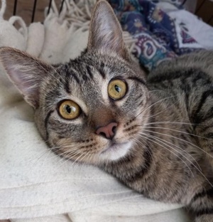 [picture of Cloves, a Domestic Medium Hair brown tabby\ cat] 