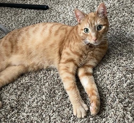 [picture of Taz, a Domestic Short Hair orange\ cat] 