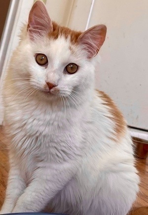 [another picture of MaiTia, a Domestic Long Hair white/orange\ cat] 
