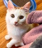 [picture of MaiTia, a Domestic Long Hair white/orange cat]
