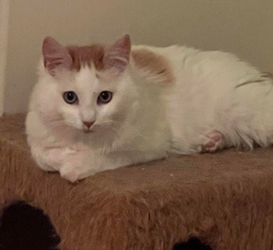 [picture of MaiTia, a Domestic Long Hair white/orange cat]