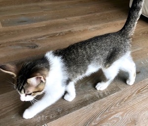 [another picture of Gibson, a Domestic Short Hair brown tabby/white\ cat] 