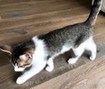 [picture of Gibson, a Domestic Short Hair brown tabby/white cat]
