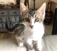 A picture of #ET04184: Fender a Domestic Short Hair brown tabby/white