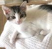 A picture of #ET04185: Taylor a Domestic Short Hair white/black