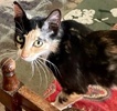 A picture of #ET04186: Chablis a Domestic Short Hair calico
