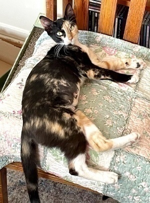 [another picture of Chablis, a Domestic Short Hair calico\ cat] 