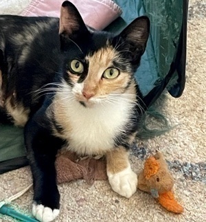 [picture of Chablis, a Domestic Short Hair calico\ cat] 