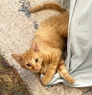 [another picture of Jethro, a Domestic Medium Hair orange\ cat] 