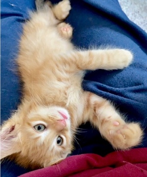 [picture of Jethro, a Domestic Medium Hair orange cat]