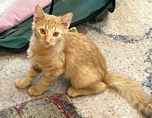 [picture of Jethro, a Domestic Medium Hair orange\ cat] 