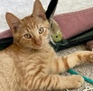 A picture of #ET04188: Forest a Domestic Medium Hair orange
