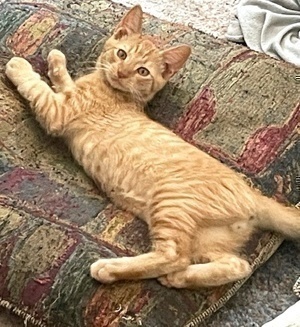 [another picture of Forest, a Domestic Medium Hair orange\ cat] 