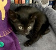 A picture of #ET04191: Will a Domestic Short Hair black