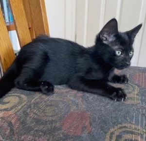 [another picture of Will, a Domestic Short Hair black\ cat] 