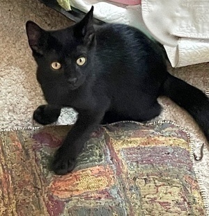 [picture of Will, a Domestic Short Hair black\ cat] 