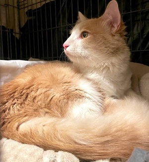 [another picture of Houdini, a Domestic Medium Hair orange/white\ cat] 