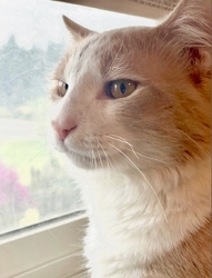 [picture of Houdini, a Domestic Medium Hair orange/white cat]