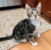 A picture of #ET04193: Tristan a Domestic Medium Hair brown tabby/white