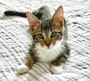 [another picture of Tristan, a Domestic Medium Hair brown tabby/white\ cat] 