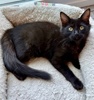 A picture of #ET04194: Trinity a Domestic Medium Hair black