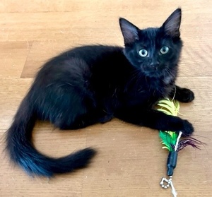 [picture of Trinity, a Domestic Medium Hair black\ cat] 
