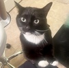 A picture of #ET04195: Kiki a Domestic Short Hair white/black