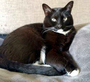 [another picture of Kiki, a Domestic Short Hair white/black\ cat] 