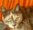 A picture of #ET04197: Alice a Domestic Short Hair tortie