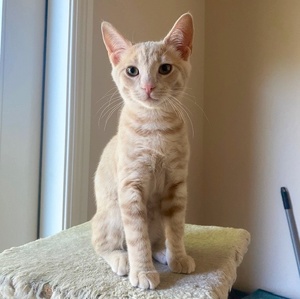 [picture of Fergus, a Domestic Short Hair orange\ cat] 