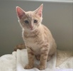 A picture of #ET04199: Charlie a Domestic Short Hair orange