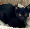 A picture of #ET04200: Blackie a Domestic Short Hair black