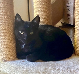 [picture of Blackie, a Domestic Short Hair black cat]