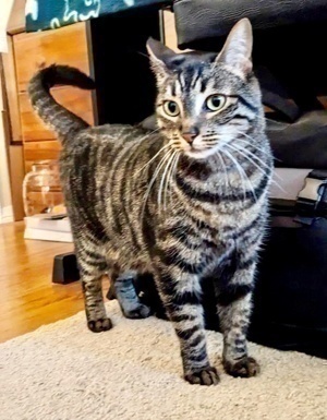[picture of Malakai, a Domestic Short Hair brown tabby\ cat] 